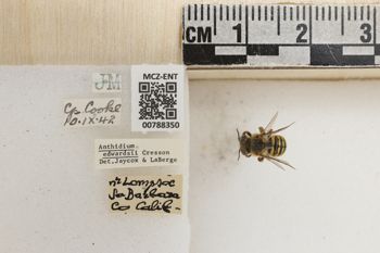 Media type: image;   Entomology 788350 Aspect: Labels